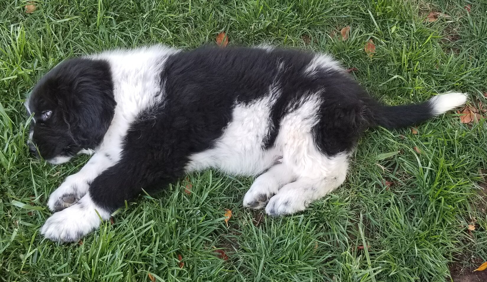 Image of Newfoundland lying in grass